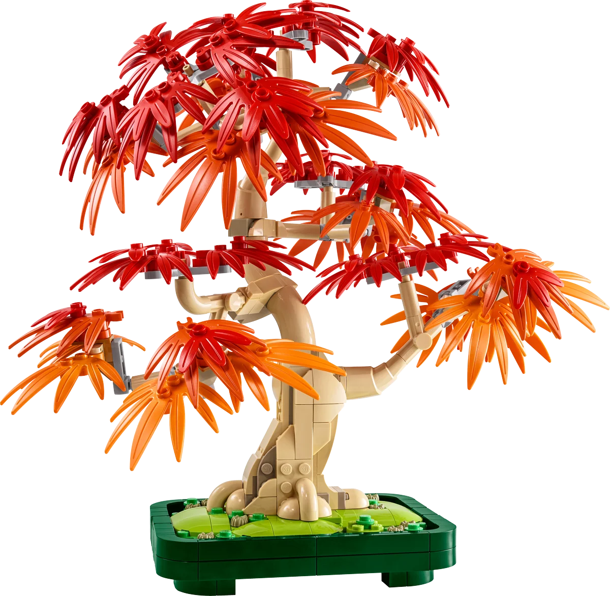 Bonsái de Arce Rojo Japonés
