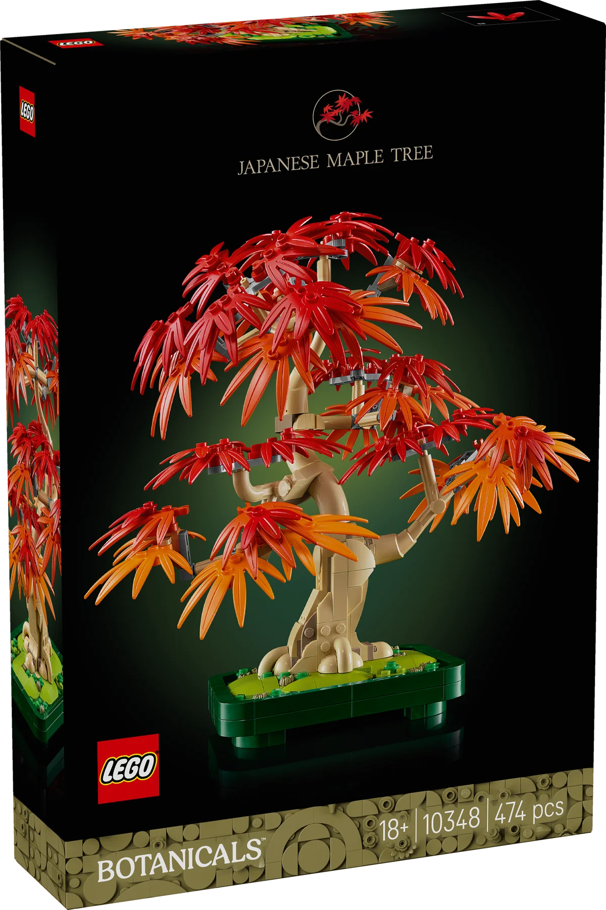 Bonsái de Arce Rojo Japonés
