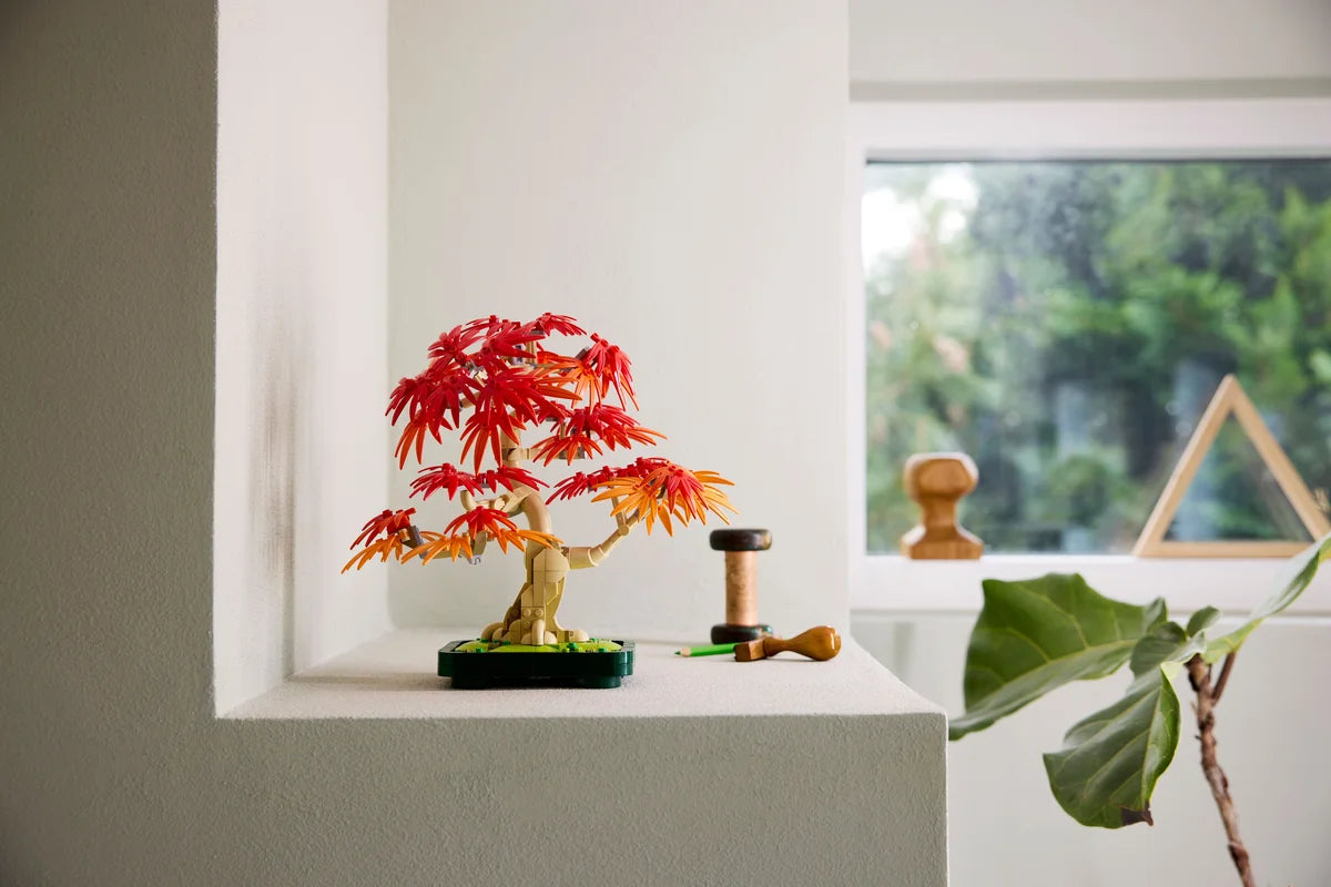 Bonsái de Arce Rojo Japonés