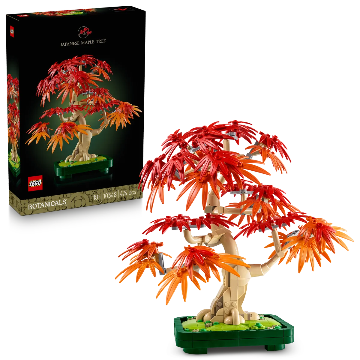 Bonsái de Arce Rojo Japonés