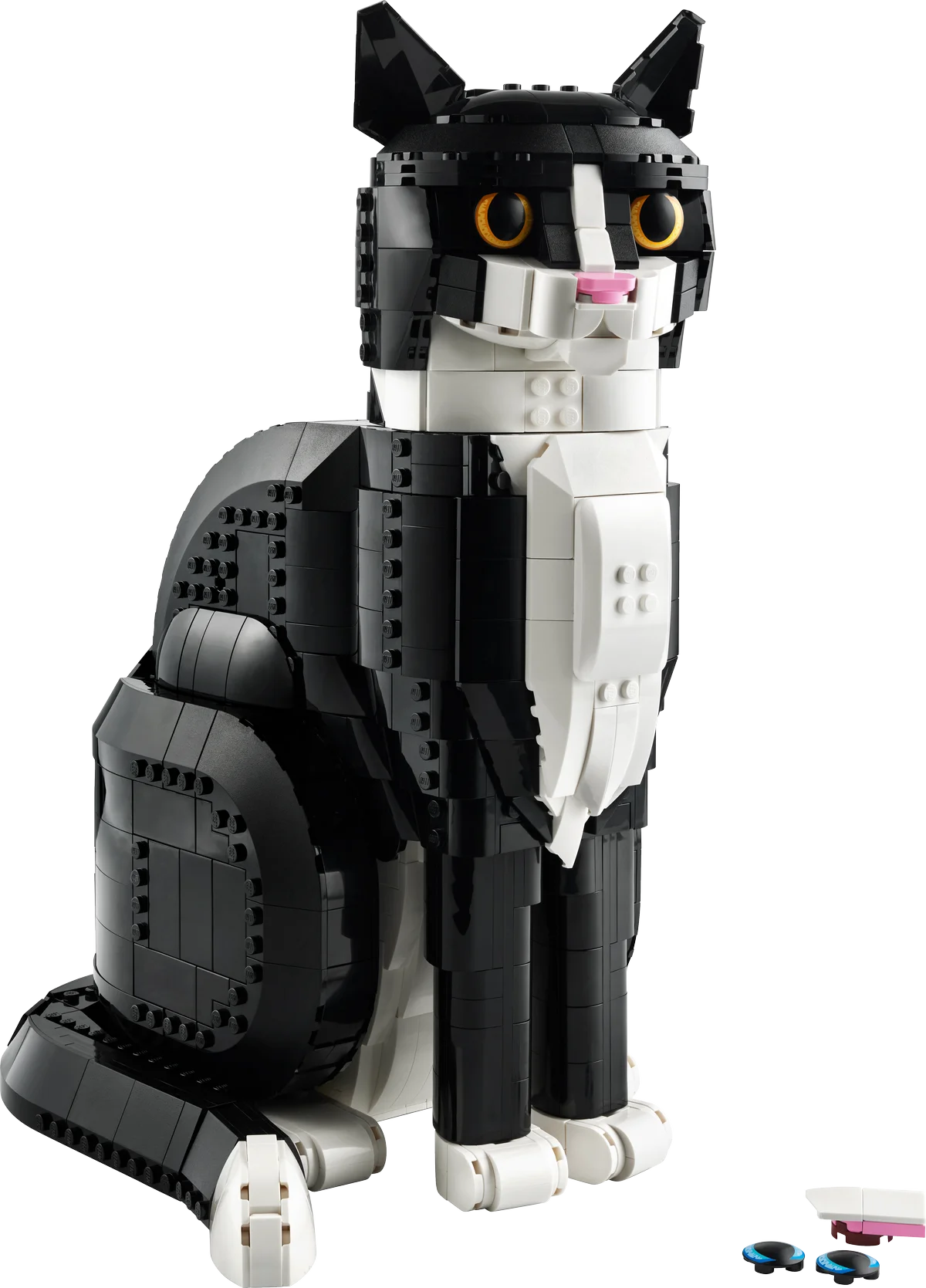 Gato Bicolor