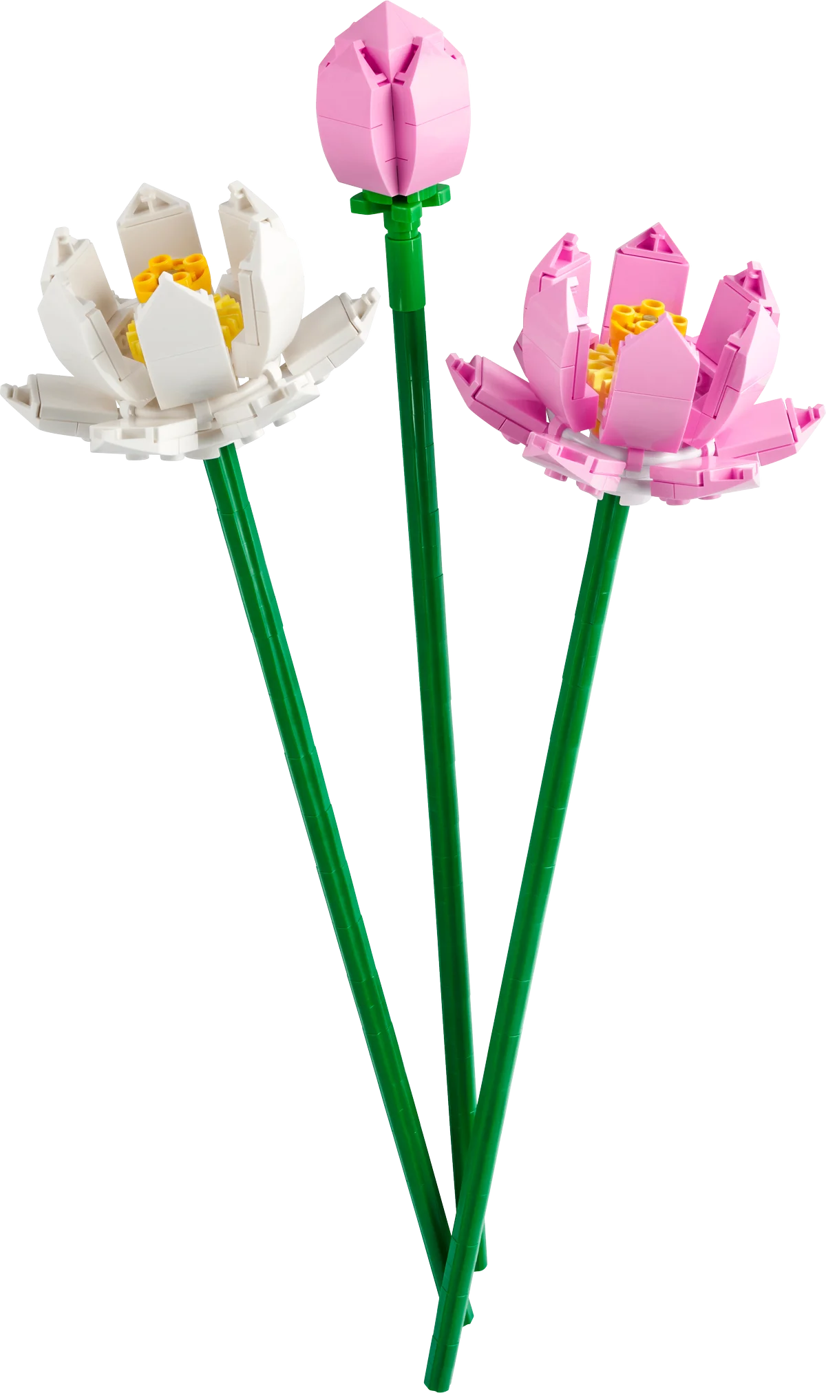 Flores de Loto