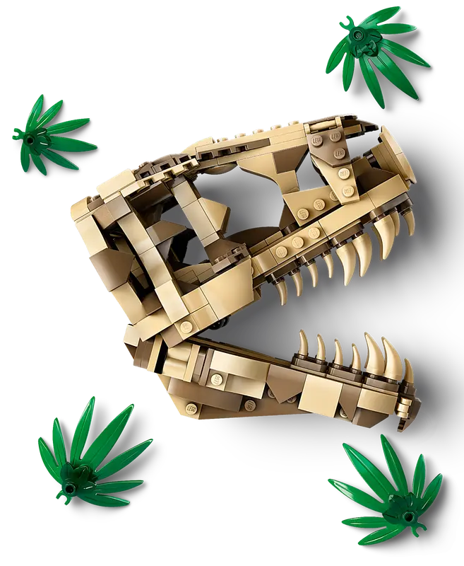 Fósiles de Dinosaurio: Cráneo de T. rex