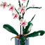 Orquídeas