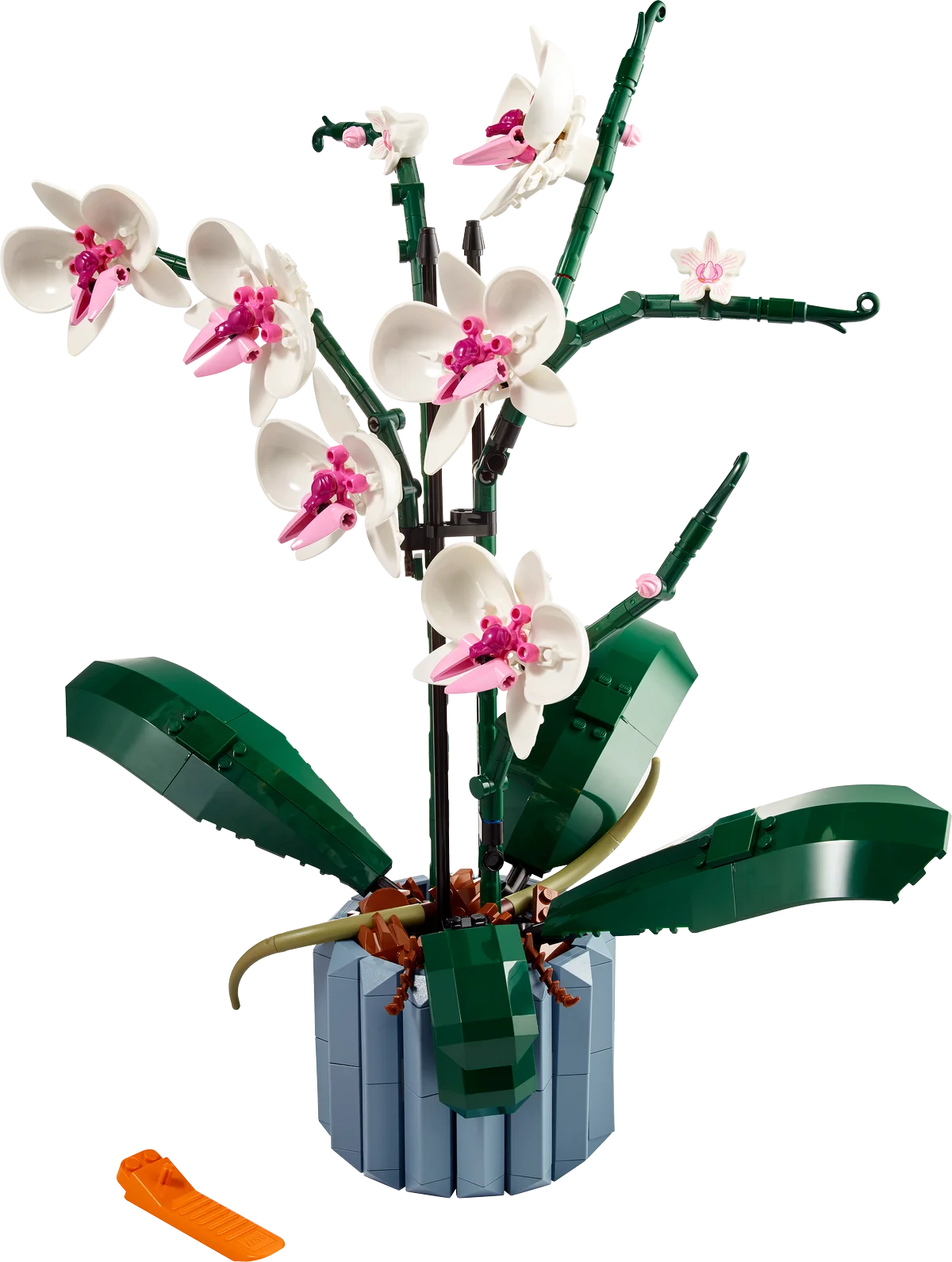 Orquídeas