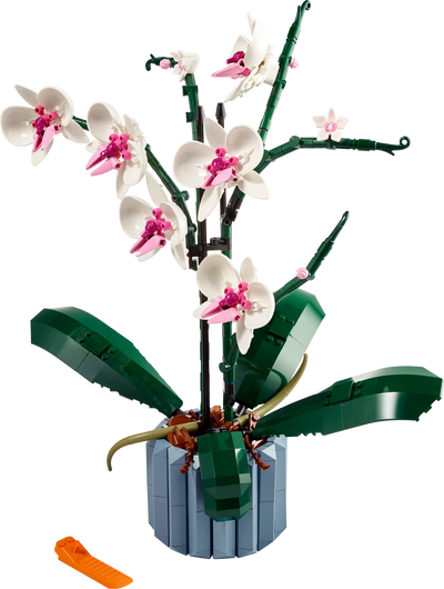 Orquídeas