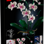 Orquídeas