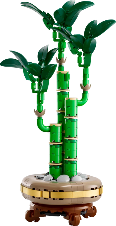 Bambú de la Suerte