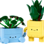Plantas Felices