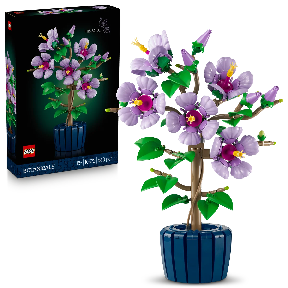 Hibisco