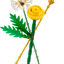 Flores de Campo