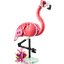Fauna Salvaje: Flamenco Rosa