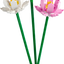 Flores de Loto