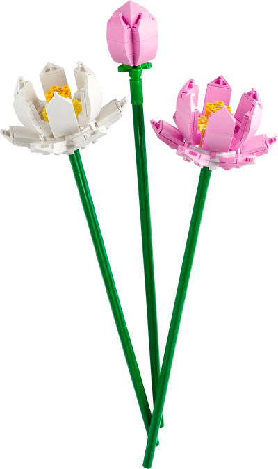 Flores de Loto