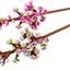 Flores de Cerezo