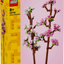 Flores de Cerezo