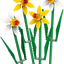 Narcisos
