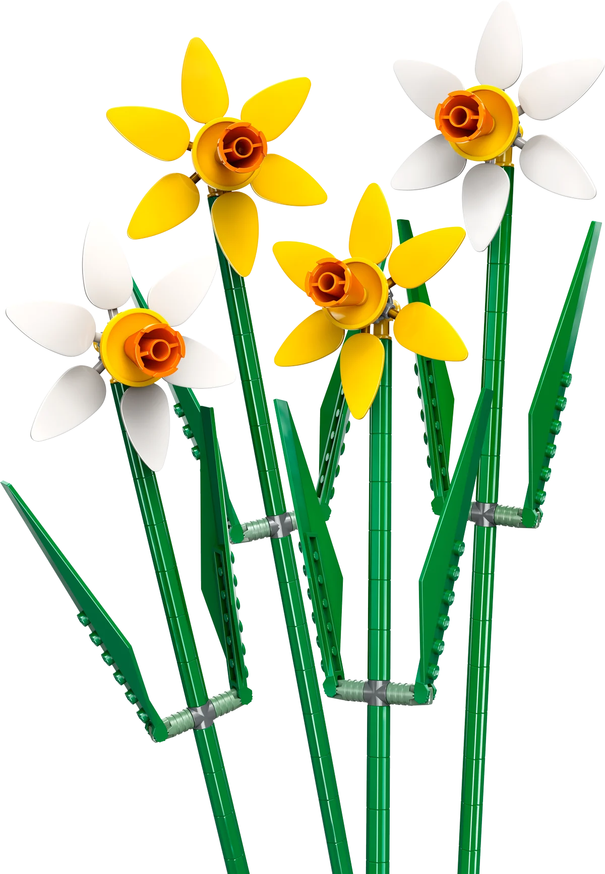Narcisos