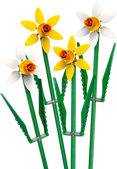 Narcisos