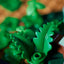 Diorama: Duelo de Speeders en Endor™