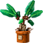 Mandrágora